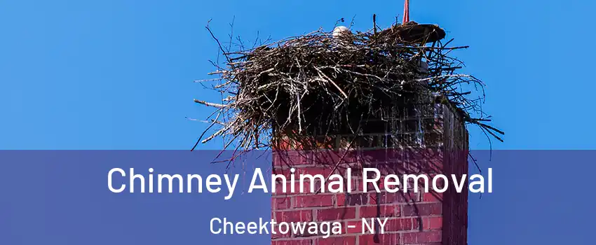 Chimney Animal Removal Cheektowaga - NY