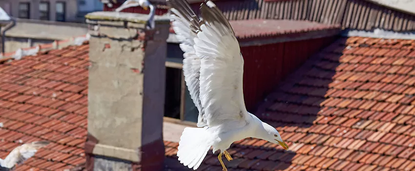 Residential Chimney Animal Removal Solution in Cheektowaga, NY