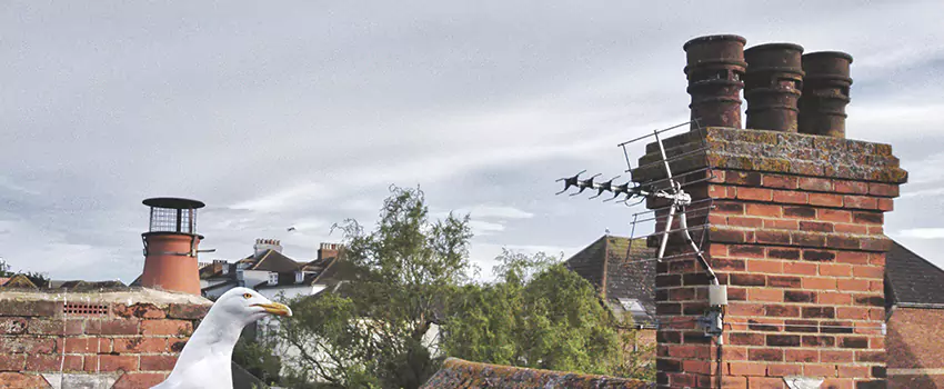 Chimney Cleaning And Restoration in Cheektowaga, New York